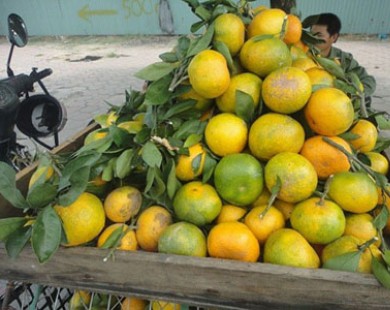 Những hoa quả Việt chịu án oan vì hàng Trung Quốc