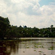 An Giang: Xây dựng rừng tràm Trà Sư thành khu du lịch sinh thái hấp dẫn