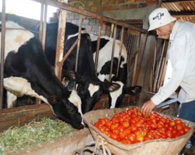 1.000 đồng/kg cà chua, nông dân Lâm Đồng lại đổ cho bò ăn