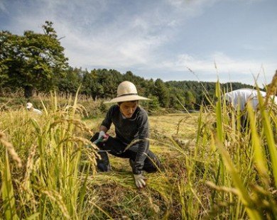 Sản lượng lúa gạo của Hàn Quốc năm 2014 đạt hơn 4 triệu tấn