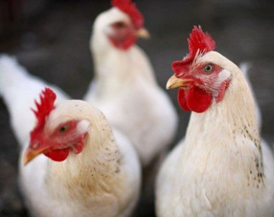Mỹ thắng kiện trong vụ Ấn Độ hạn chế nhập khẩu thịt gà