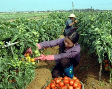 Lâm Đồng: Giá bấp bênh, nông dân phá vườn, vứt bỏ cà chua