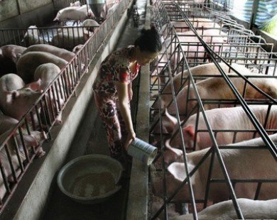 Đan Mạch giúp Việt Nam phát triển chăn nuôi lợn chất lượng cao