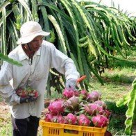 Tiền Giang: Cơ hội nâng cao chuỗi giá trị hàng hóa trái thanh long