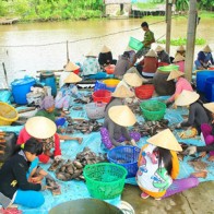 Cá sặc rằn bơi ngược đe dọa đặc sản khô bổi miền Tây