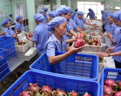 Hoa quả Việt Nam từng bước chinh phục thị trường thế giới