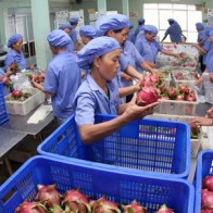 Hoa quả Việt Nam từng bước chinh phục thị trường thế giới