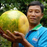 Những trái cây miền Tây để cả năm không hỏng