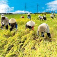 “Xuất khẩu lúa gạo bạc bẽo lắm”