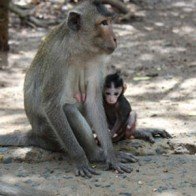 Vẻ đẹp “Đảo khỉ”, rừng nguyên sinh ngập mặn Cần Giờ