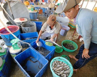 Chợ sỉ cá, cua đồng ở vùng rốn lũ Đồng Tháp Mười