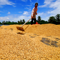 Bản tin giá cả thị trường ngày 27/10