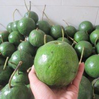 Bơ chín muộn hơn 100.000 đồng/kg vẫn cháy hàng