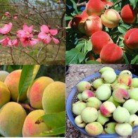 Những món ngon làm quà từ xứ Lạng