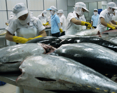 Xuất khẩu cá ngừ cả năm ước đạt 505 triệu USD
