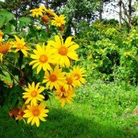 Thưởng ngoạn mùa hoa dã quỳ Tây Nguyên