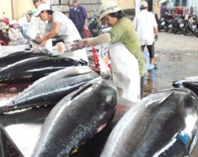 Vasep đề xuất thuế nhập khẩu cá ngừ còn 0%