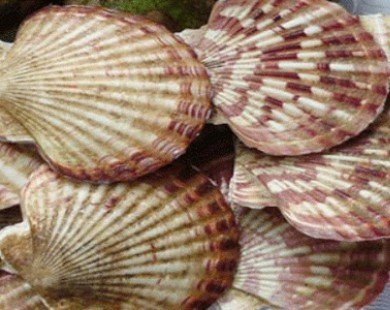 Bình Thuận giám sát độc tố trên các loại sò biển