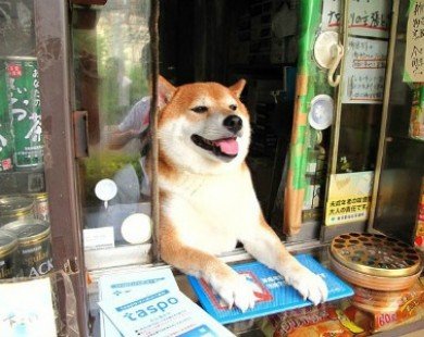 Chú chó đáng yêu bán thuốc lá hút du khách ở Nhật