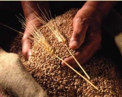 Việt Nam là thị trường tiềm năng của ngành ngũ cốc Australia