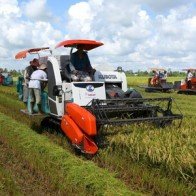Lúa Thu Đông tại Đồng bằng sông Cửu Long được mùa, được giá