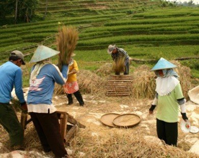 Sản lượng lúa của Indonesia suy giảm do thời tiết cực đoan
