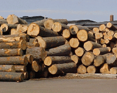 Từ 8/12/2014, tạm ngừng tạm nhập, tái xuất một số loại gỗ từ Lào, Campuchia