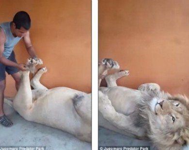 Người đàn ông dũng cảm cù chân, massage cho con sư tử hung dữ