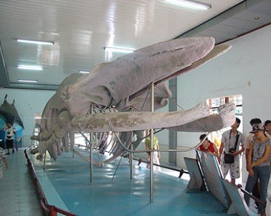 Khánh Hòa: Bảo tàng Hải dương học lọt vào top 10 điểm đến du lịch Việt Nam