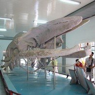 Khánh Hòa: Bảo tàng Hải dương học lọt vào top 10 điểm đến du lịch Việt Nam