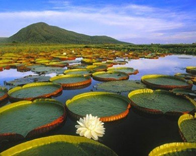 Chiêm ngưỡng vẻ đẹp đầm lầy nước ngọt lớn nhất TG