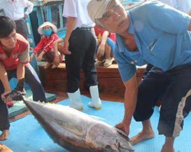 Xuất ngoại học câu cá ngừ kiểu Nhật: Cán bộ hay ngư dân đi?