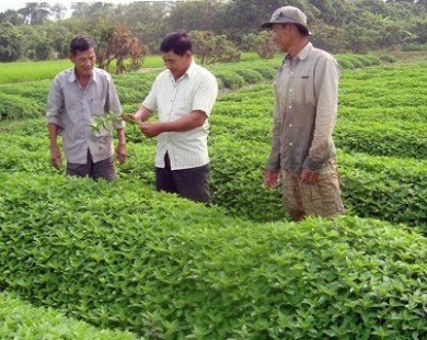 Nhìn lại VietGAP sau 6 năm: Nhiều bất cập và khó khăn cho nông dân