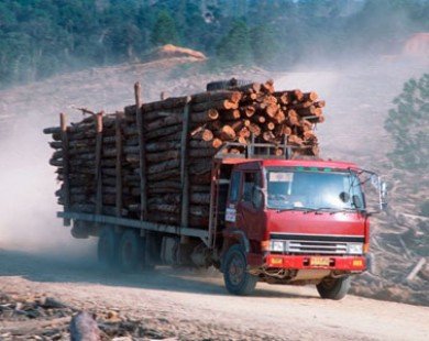 Trung Quốc đầu tư 2,66 tỷ USD xây nhà máy bột gỗ ở Malaysia