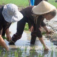 Top tour du lịch dân dã "níu chân" nhiều khách Tây