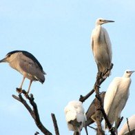 Đảo Cò trở thành di tích quốc gia