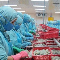 WTO đưa phán quyết với 7 nội dung có lợi cho tôm Việt Nam