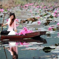 Vãn cảnh chùa Hương mùa hoa Súng