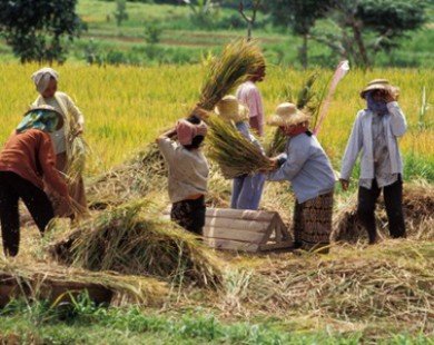 Indonesia sẽ thu mua 3,2 triệu tấn gạo dữ trữ trong năm 2015