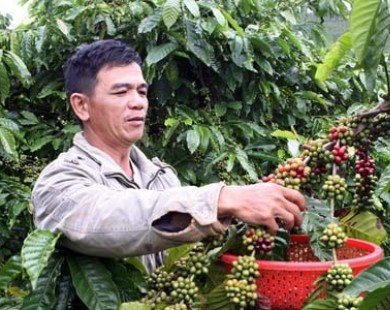 Người trồng càphê ở Đồng Nai phấn khởi vì được mùa, được giá