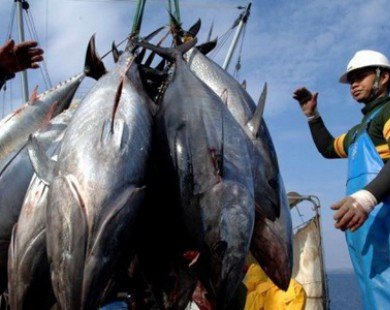 Nhật Bản ra luật siết chặt trừng phạt đánh bắt trái phép trên biển
