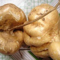 Món ngon từ củ đậu giúp giảm cân hiệu quả