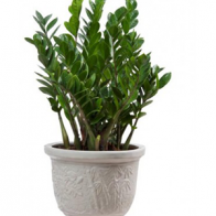 3 thao tác đơn giản để có 1 cây kim tiền đẹp