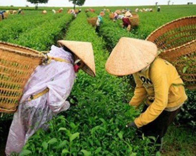 Trà Việt Nam không nhiễm dioxin