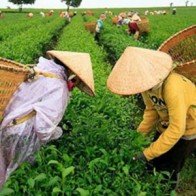 Trà Việt Nam không nhiễm dioxin