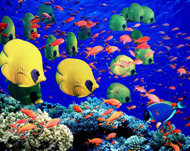 Vẻ đẹp làm say đắm lòng người của rạn san hô Great Barrier