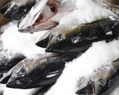 Tháng 10 xuất khẩu cá ngừ tăng mạnh 16,9%