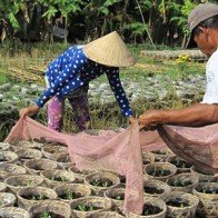 Làng hoa Phó Thọ vào vụ tết