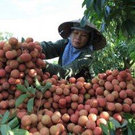 Ưu tiên đảm bảo đủ nguồn vốn cho Ngân hàng Chính sách