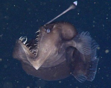 Cận cảnh loài cá có vẻ ngoài quái dị, đáng sợ dưới đại dương